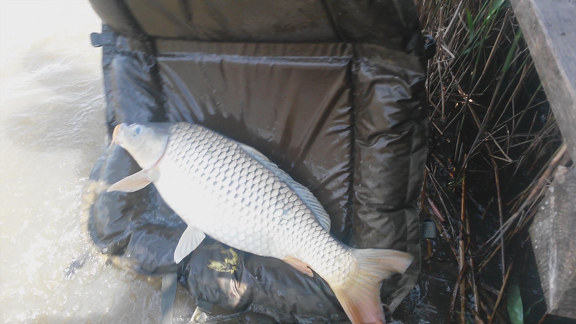 Magura 9 17 - 18 aprilie 2015 - 20150418121303.jpg